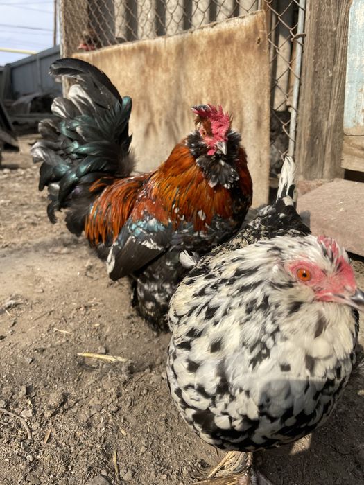 Парочка карликов