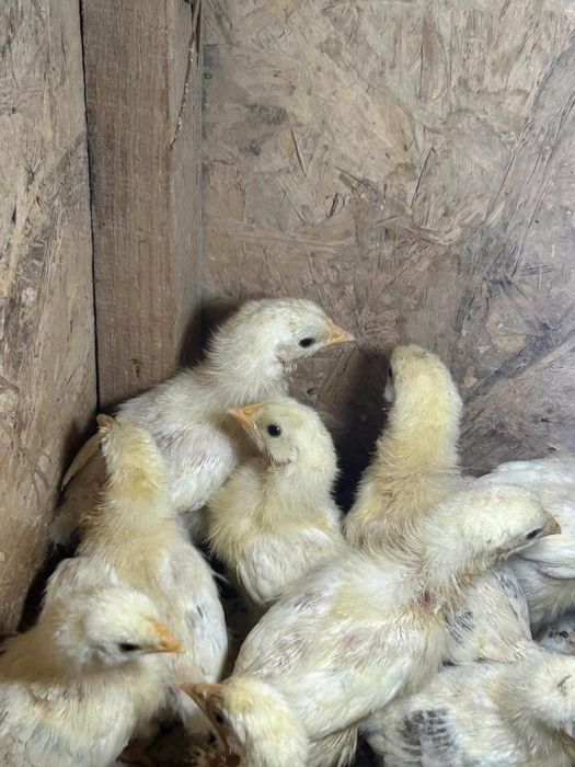 цыплята Адлер 10 дней