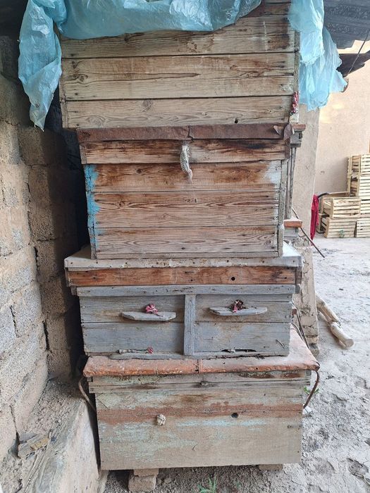 Asal ari ini 9 ta dona