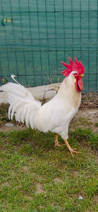 Disponibile oua incubat leghorn italian rasa pura