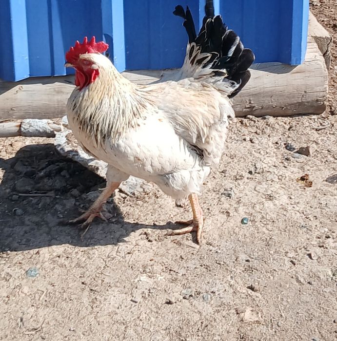 Әтещ,Петух хорощий !