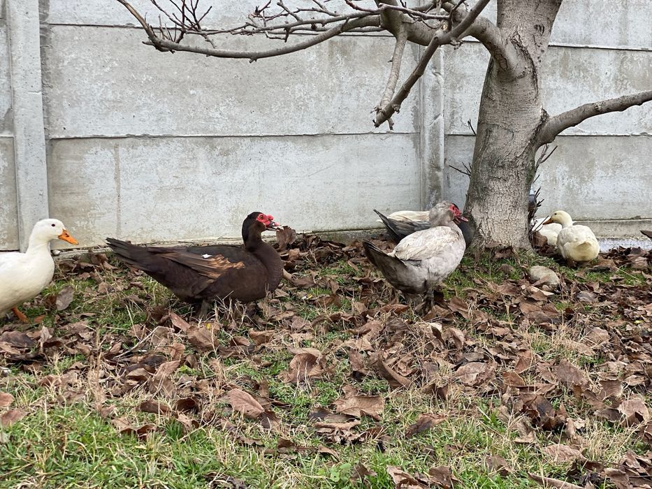 Rate lesesti/mute ciocolatii albastre sidef si negru