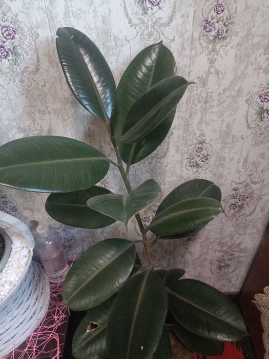 Продам фикусы,есть две штуки