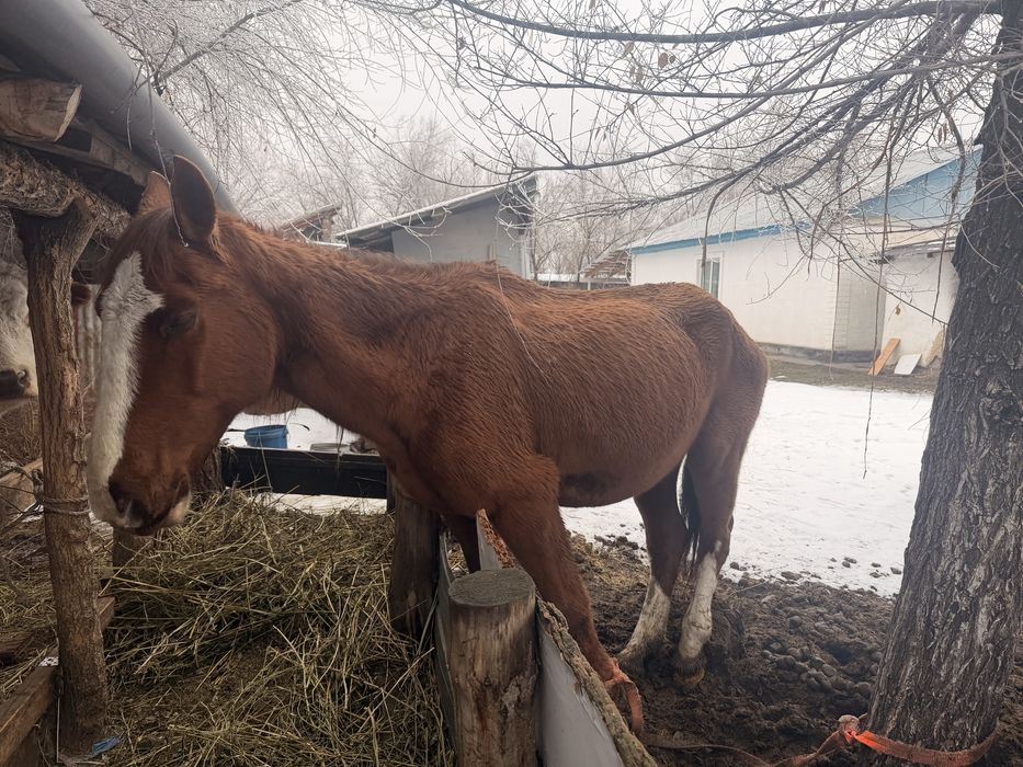 Буаз бие сатылады