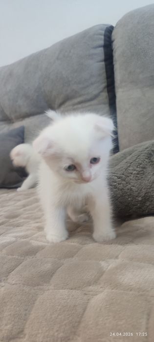 Веслоухие котята