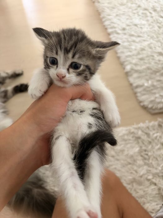 Котятя в добрые руки