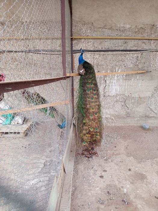 Продам павлинов самцы и самки!