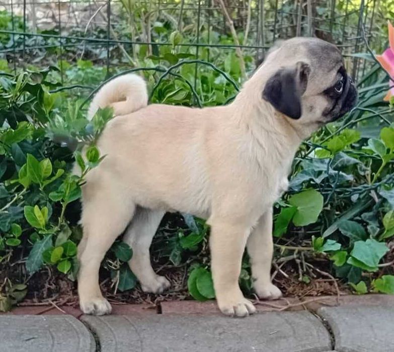 pui femela de pug mops