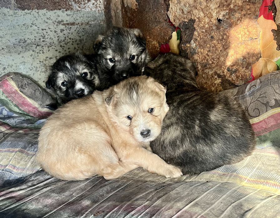 Отдам Щенков в Добрые Руки