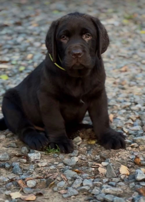 Щенки Лабрадора-Ретривера