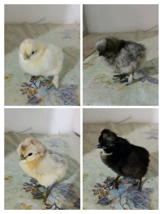 Инкубационные яйца
