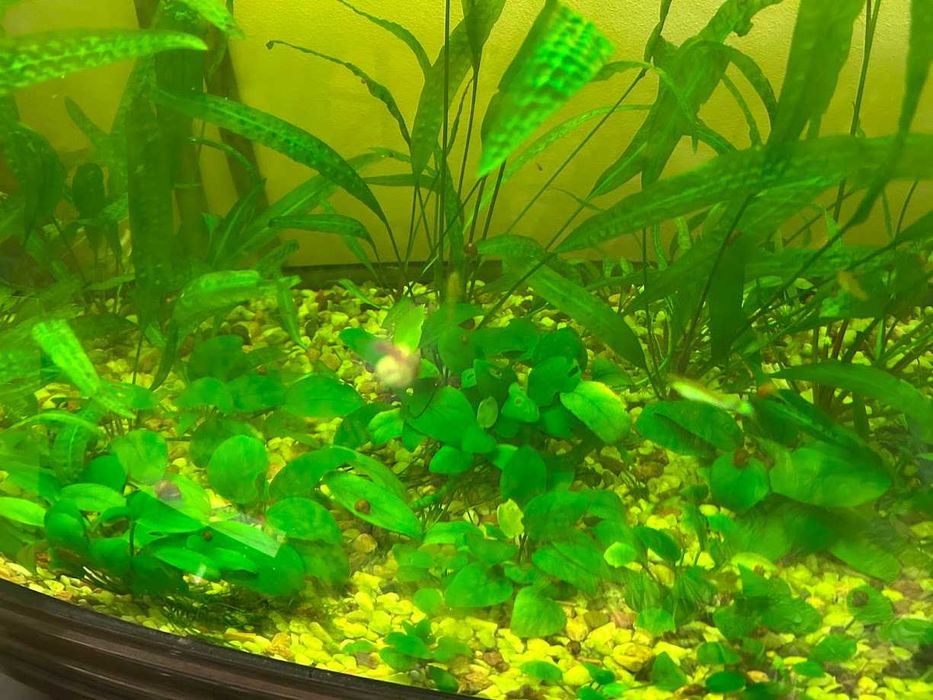 Гупи, растения за аквариум