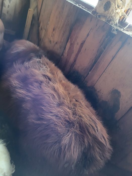 Tauras angus in jur de 200 kg