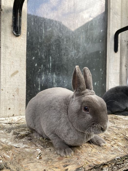 Iepuri rex pitic si castor rex pitic