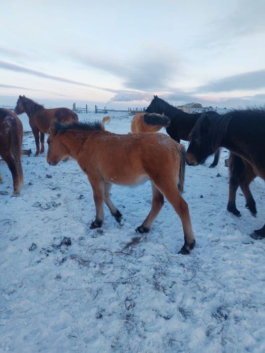 Жабағы еркек мугалжар