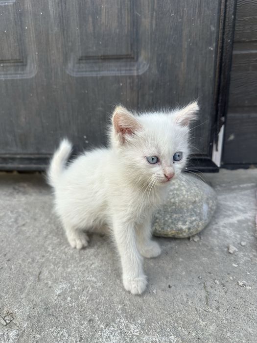Отдам котят в хорошие руки