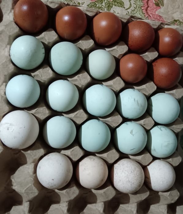 Инкубационые яйца