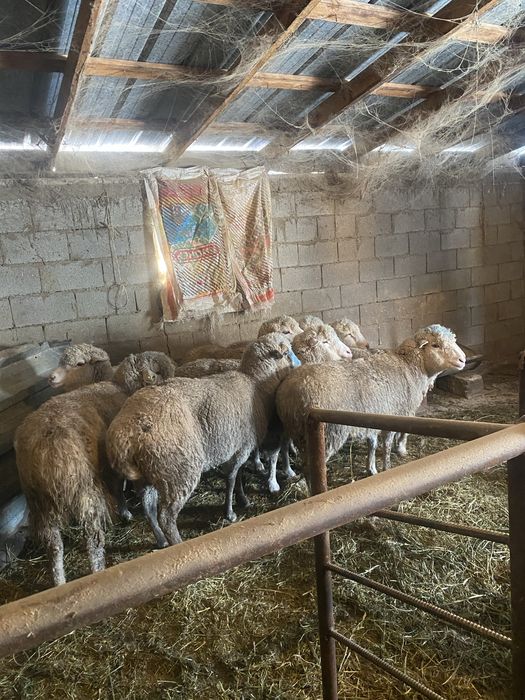 Продам жирных баранов