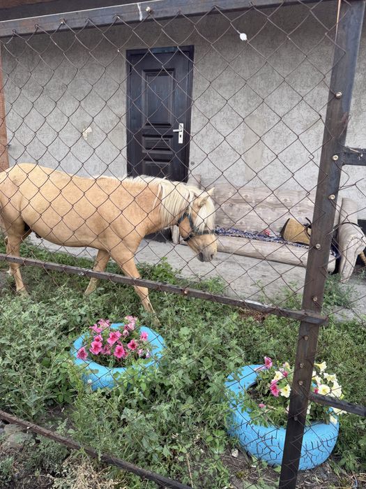 Срочно продам пони…..