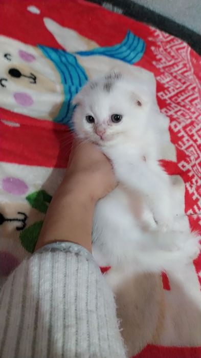 sotiladi mushukchalar kelishilgan narxda