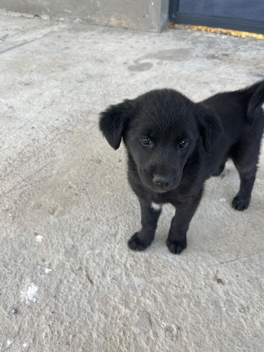 Отдам щенят в добрые руки (3 девочки, 1 мальчик)