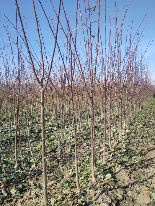 Pomi fructiferi de vanzare Aiud