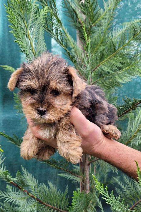 Йоркширски териер-мини !!!