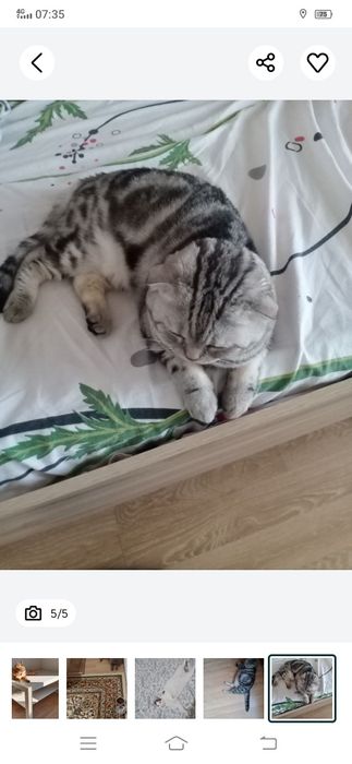 Передержка домашних животных