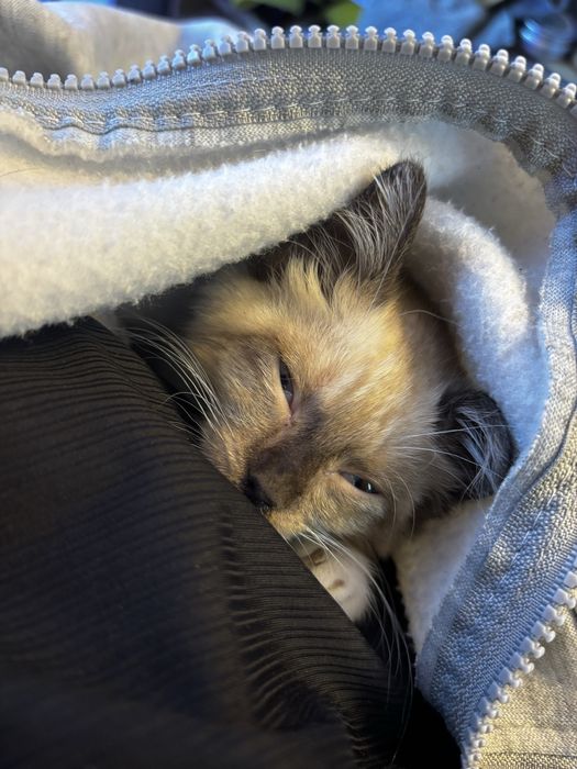 Котеночек маленький