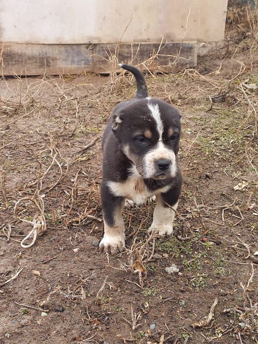 Төбет күшік 1 айлық