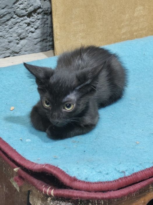 Отдам кошку домашний в хороших руках !!
