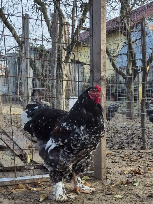 Vand/Schimb Cocos brahma  porțelan