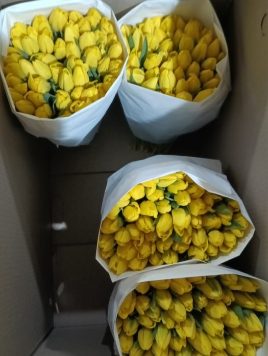 Свежий тюльпаны на 8 март