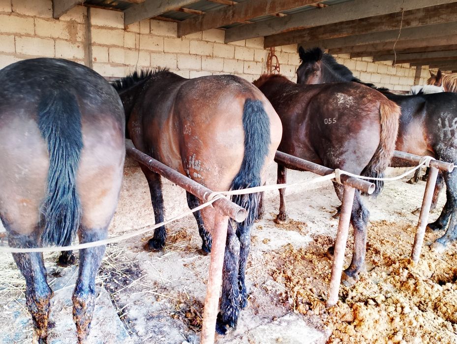 Семиз бiр туган биелер сарыкемерде тур .