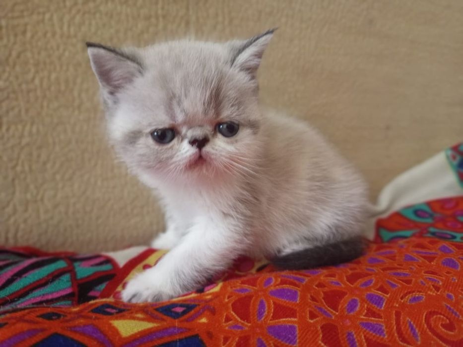 Плюшевые экзотики