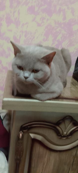 Продаю кошку британская кошка