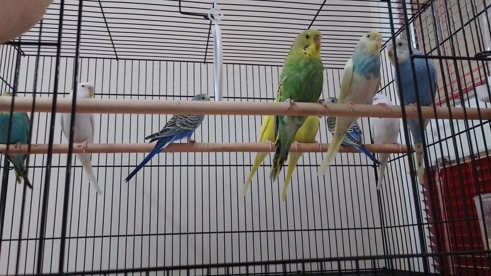 Вълнисти папагали