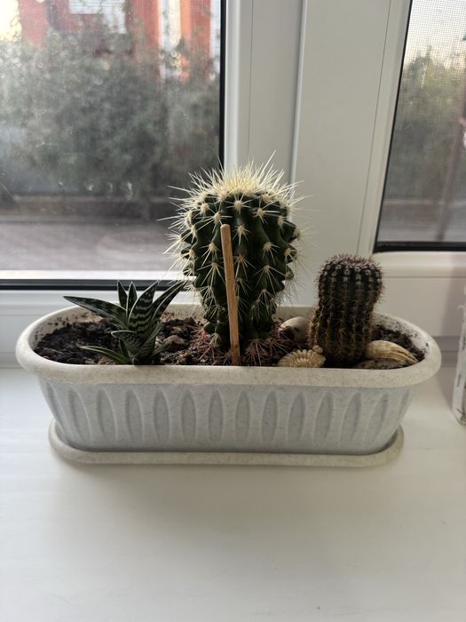 Комнатные растения