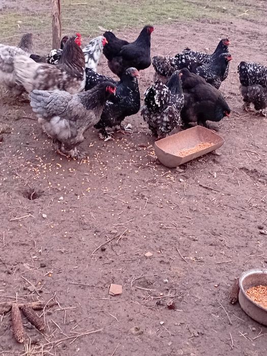 Vand Cocosi si gainii Brachma