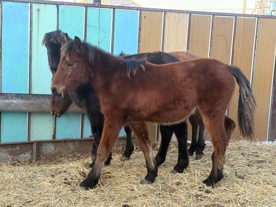 Продам жеребят на согым