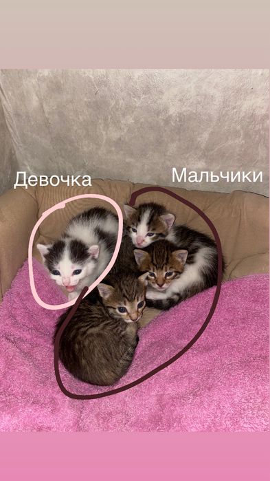 Отдам котят в добрые руки
