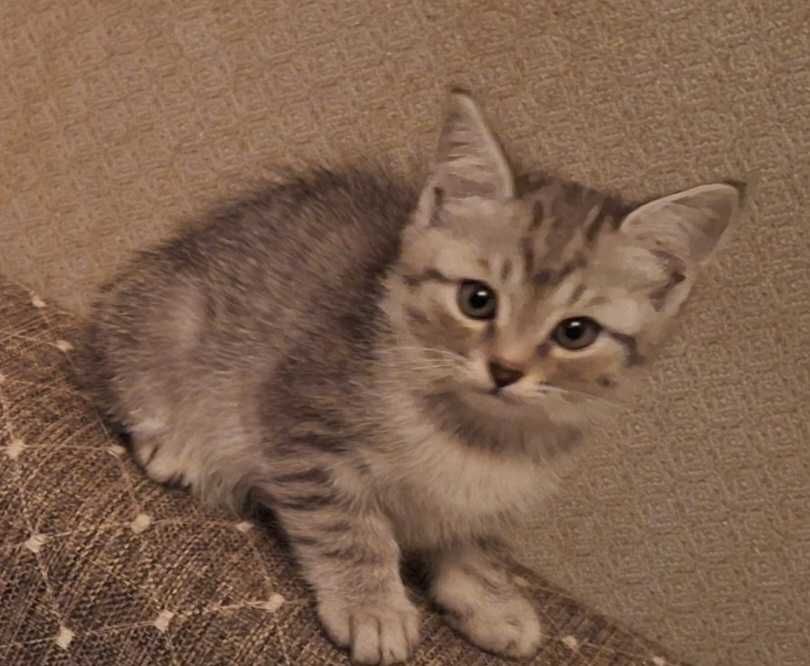 Котята  2 месяца