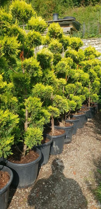 Pon pon,cu transport