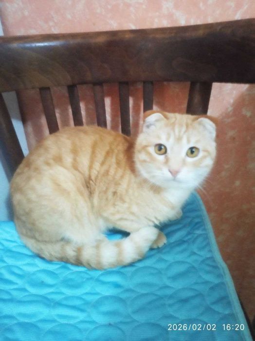 Взрослые котята в добрые руки. Смотрите фото