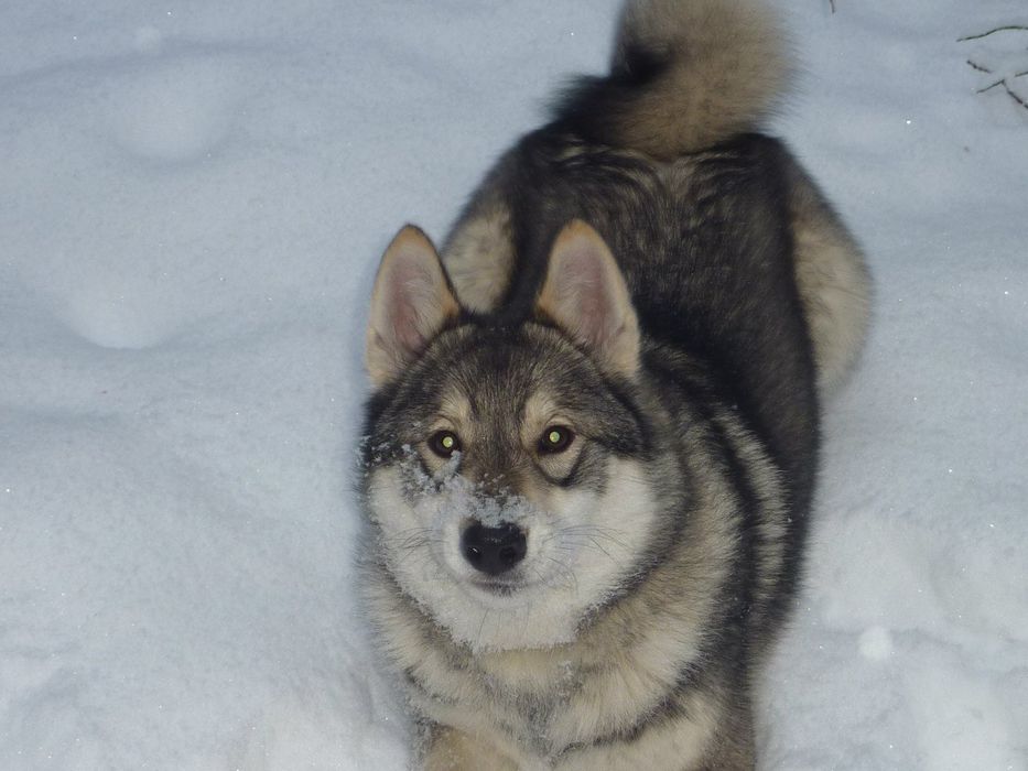 Щенки метисы Лайки ЗСЛ