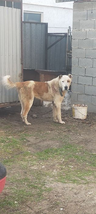 Продам кобеля алабай молодой