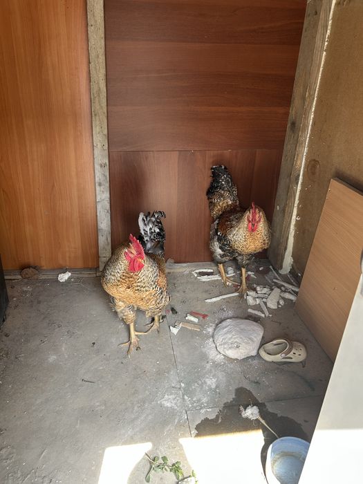 Питухи молодые крассивые