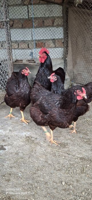 Ouă australorp,rhode island și moțate