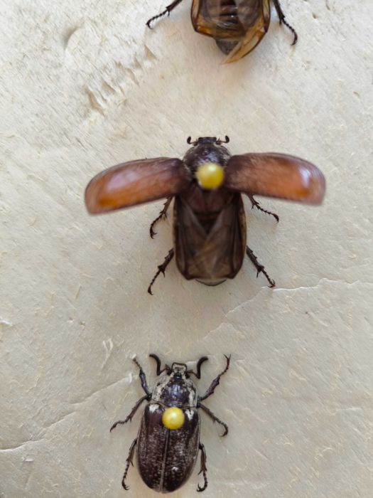 Картина Репина "Жук скаробей".