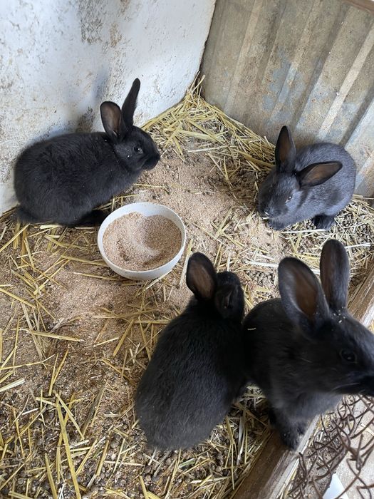 Продам кроликов 1.5 месяца